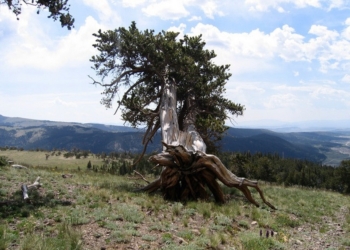 7000 лет назад случилась мощная солнечная вспышка, – учёные после изучения годовых колец калифорнийских древних сосен