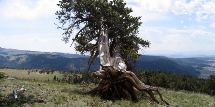 7000 лет назад случилась мощная солнечная вспышка, – учёные после изучения годовых колец калифорнийских древних сосен