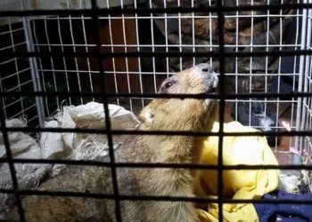 Харьковский сурок Тимка был очень зол, поэтому весну пообещал только через шесть недель