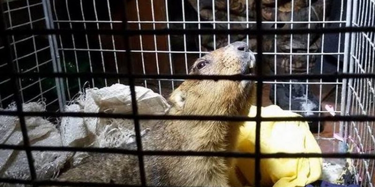 Харьковский сурок Тимка был очень зол, поэтому весну пообещал только через шесть недель