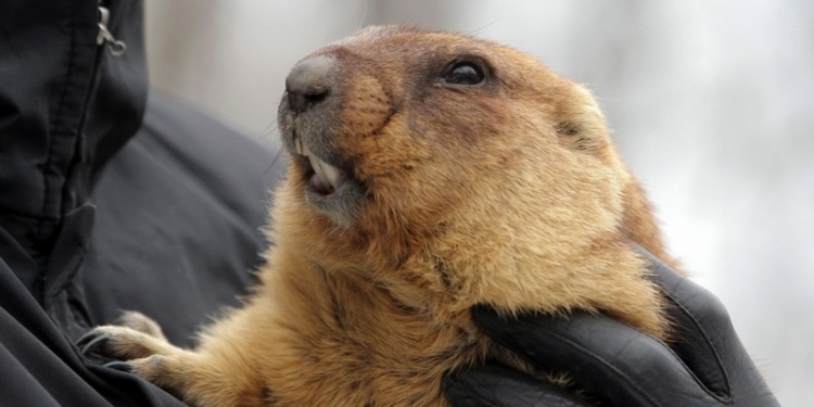 Прогнозы НБУ на уровне прогнозов сурка Тимки – министр соцполитики