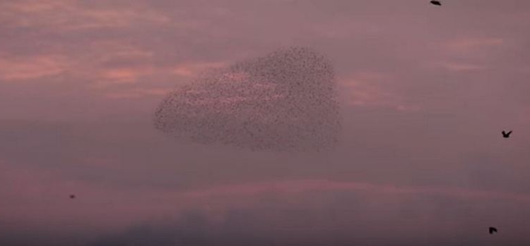 В Черноморске засняли стаю птиц, танцующую над побережьем
