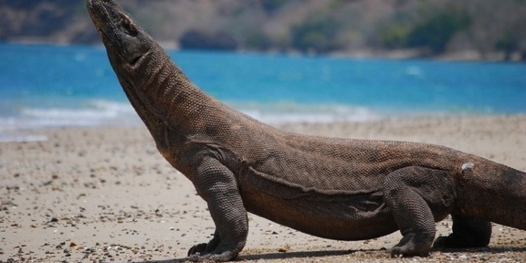 В крови древних рептилий обнаружили мощные антибиотики, способные нейтрализовать самые опасные виды вирусов