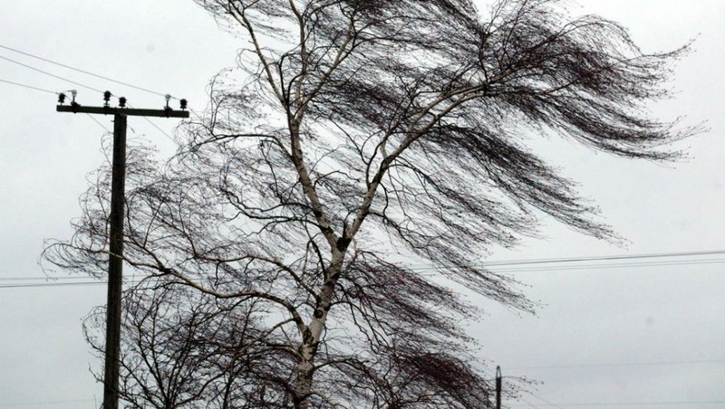 К счастью, шквальный ветер не принес особых неприятностей: спасатели Николаевщины только помогали в уборке упавших деревьев 1