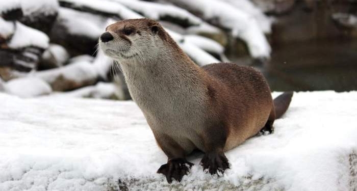 Скользят и радуются. Выдры придумали снежное развлечение