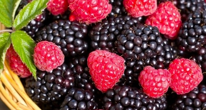 Ягодные места. Какие ягоды выгодно выращивать в Украине