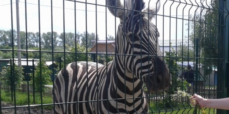 В Китае зебра набросилась на смотрителя зоопарка