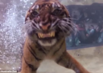 Кто сказал, что кошки ненавидят воду? Посмотрите, как тигр ныряет за вкусненьким