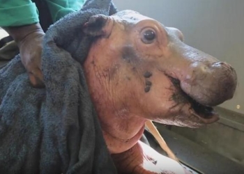 Ох, нелегкая это работа… Как маленького Хампти спасли из лап смерти в Кении