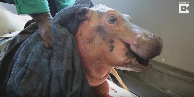 Ох, нелегкая это работа… Как маленького Хампти спасли из лап смерти в Кении