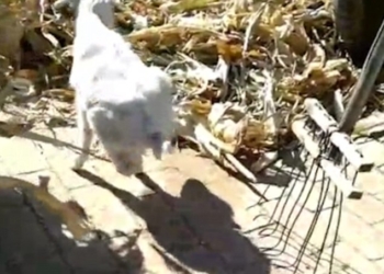 Главное – жажда жизни: в Китае козленок-инвалид, научившийся ходить на двух ногах, стал местной знаменитостью