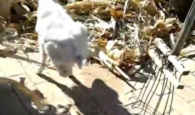 Главное – жажда жизни: в Китае козленок-инвалид, научившийся ходить на двух ногах, стал местной знаменитостью