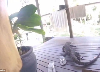 Варанов как голубей не покормишь – он сразу постарается оказаться с источником еды поближе