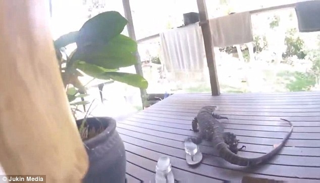 Варанов как голубей не покормишь – он сразу постарается оказаться с источником еды поближе