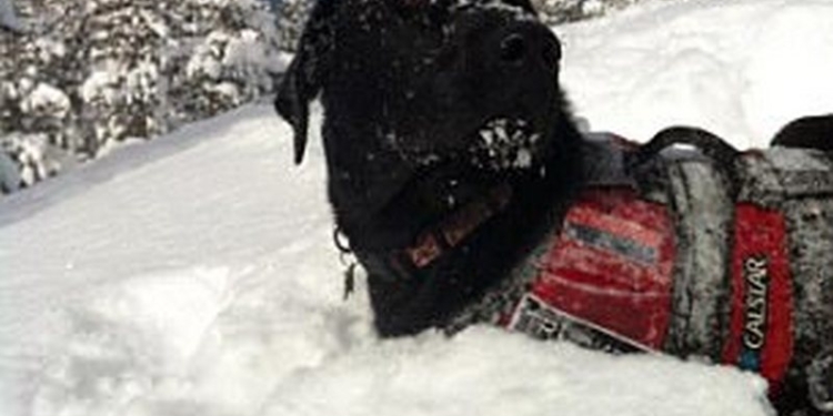 Этот пес знает, как скрасить обеденный перерыв: в США есть горно-спасательная собака, самостоятельно катающаяся с горных склонов