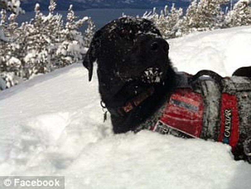 Этот пес знает, как скрасить обеденный перерыв: в США есть горно-спасательная собака, самостоятельно катающаяся с горных склонов 1