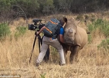 Даже носорогу нужна нежность: в африканском сафари-парке носорог пришел к видеоператору за… лаской