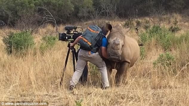 Даже носорогу нужна нежность: в африканском сафари-парке носорог пришел к видеоператору за… лаской 1
