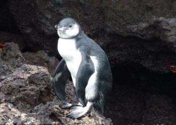 Звери как люди. Покинувшие родное гнездо пингвины предпочитают клянчить еду у родителей, а не добывать ее самостоятельно
