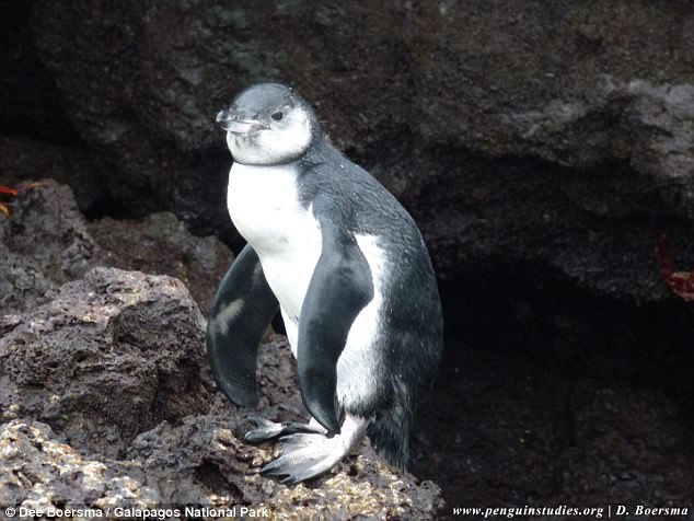 Звери как люди. Покинувшие родное гнездо пингвины предпочитают клянчить еду у родителей, а не добывать ее самостоятельно 1