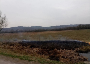 В Закарпатской области из-за пожара частично выгорела заповедная Долина нарциссов