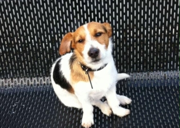 «Человек собаке друг»: в Англии пес предпочитает передвигаться на плече у хозяина