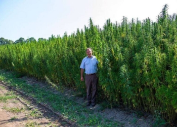 Лечение «травой»: мэр Глухова хочет открыть первый в Европе центр коноплетерапии