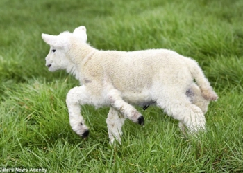 Лишняя нога ему не мешает: в Англии живет необычный ягненок