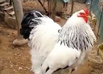 Интересно, чем его кормили? Увидеть «цыпленка» весом до 9 кг и вправду страшно