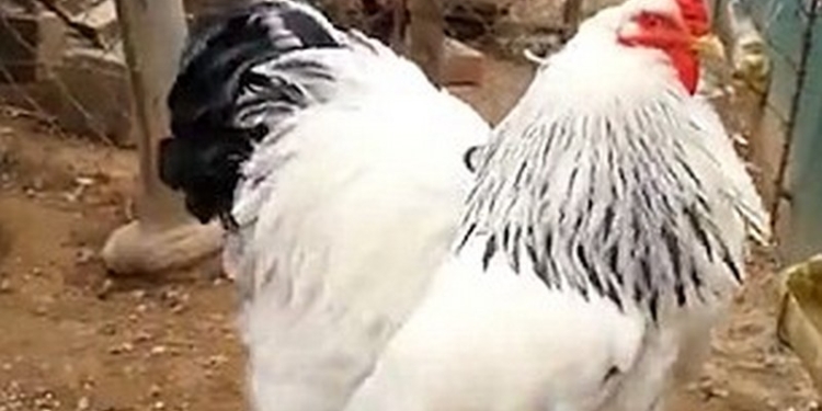 Интересно, чем его кормили? Увидеть «цыпленка» весом до 9 кг и вправду страшно