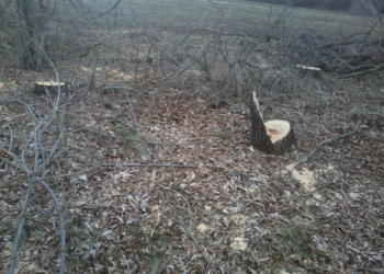 За несколько дней на Николаевщине дровосеки-браконьеры спилили 169 деревьев