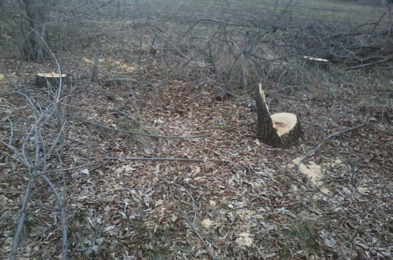 За несколько дней на Николаевщине дровосеки-браконьеры спилили 169 деревьев