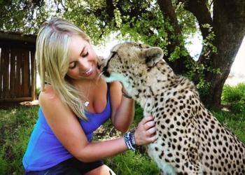 А гепарды, оказывается, тоже мурчат: удивительная история дружбы 4 гепардов и блондинки