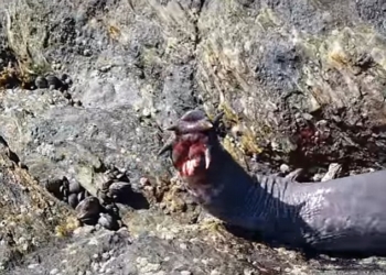 Это не то, что хотелось бы увидеть в море: живые ископаемые – пиявкоротые миксины