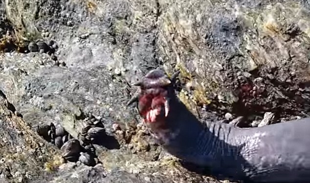 Это не то, что хотелось бы увидеть в море: живые ископаемые – пиявкоротые миксины