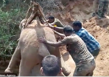 Все хорошо, что хорошо кончается: в Индии достали слоненка из колодца, в котором он просидел больше суток