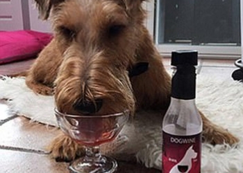«Dog Perignon»: в Англии продаются вина для… собак и котов