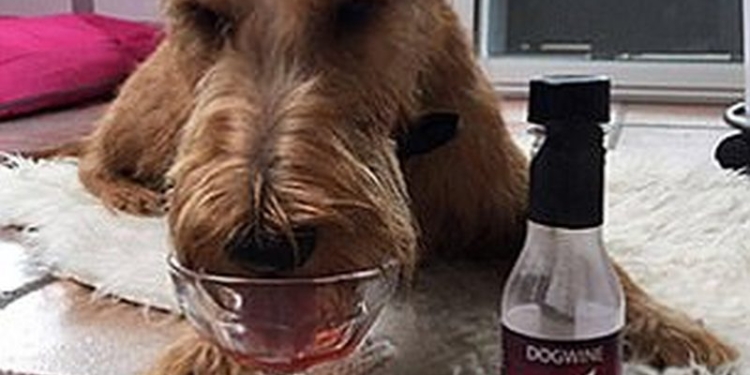 «Dog Perignon»: в Англии продаются вина для… собак и котов