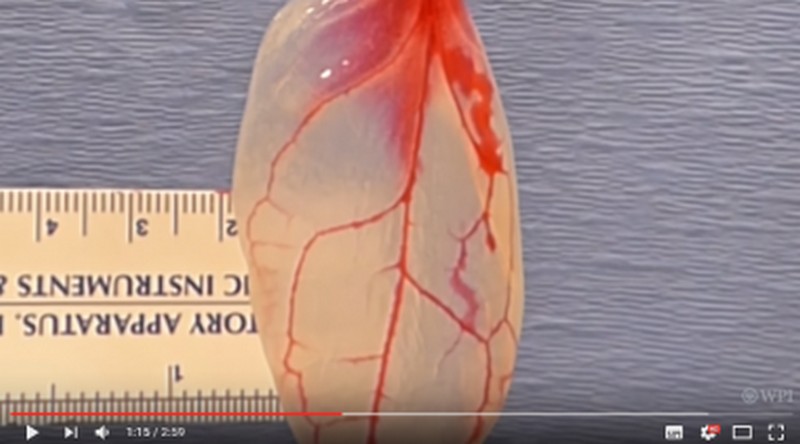 Ученые вырастили сердечную ткань из… шпината 1