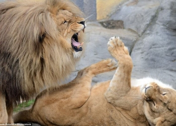 Звери как люди. Даже у львиц иногда болит голова