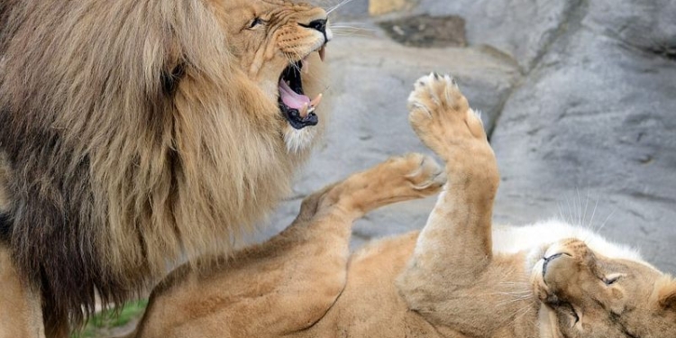 Звери как люди. Даже у львиц иногда болит голова