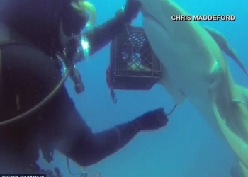 Лимонная акула сама попросила дайвера вытащить у нее из тела крючок