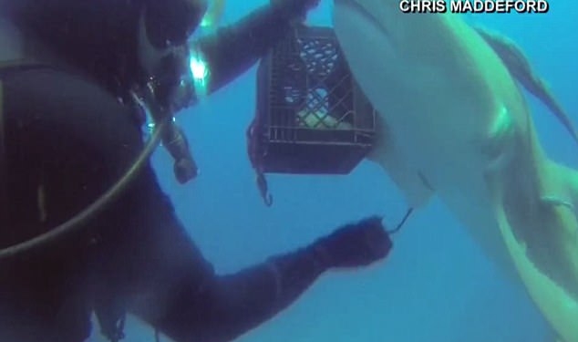 Лимонная акула сама попросила дайвера вытащить у нее из тела крючок