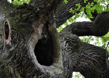 Определено Европейское дерево года-2017
