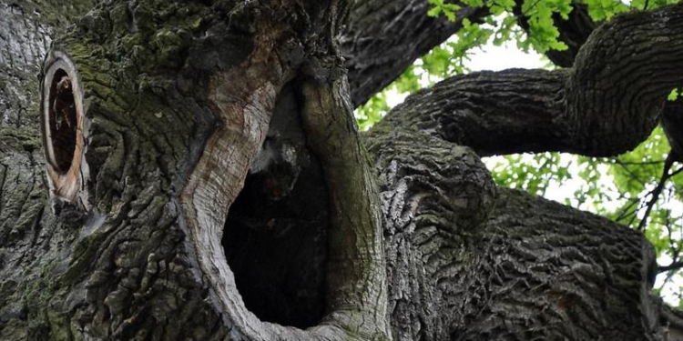 Определено Европейское дерево года-2017