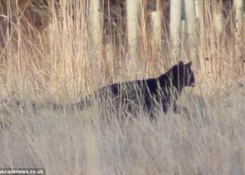 В Шотландии видели кота размером с лабрадора. И сфотографировали