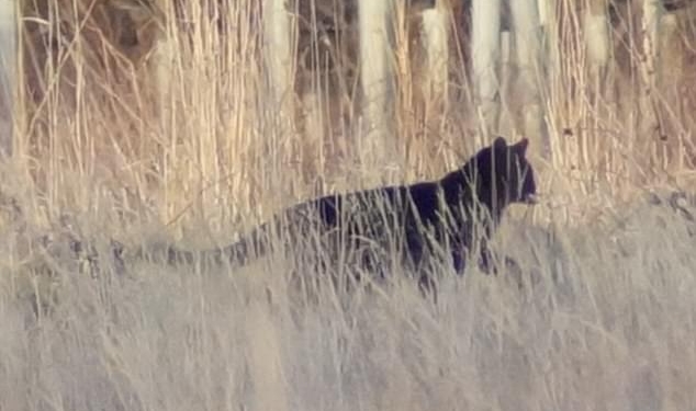 В Шотландии видели кота размером с лабрадора. И сфотографировали