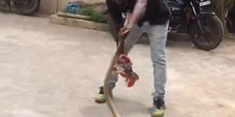 ССССюрприз! Гигантская кобра выпрыгивает из отверстия прямо на отважного строителя