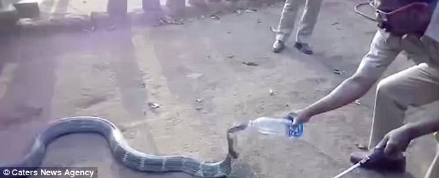 Плохие времена требуют отчаянных мер: в деревню в Южной Индии, страдающей от засухи, приползла кобра – чтобы напиться 1