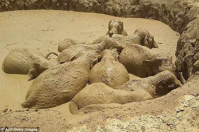 В Камбодже 11 слонов попали в затопленную воронку от бомбы 1